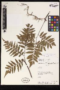 Adiantum venustum image