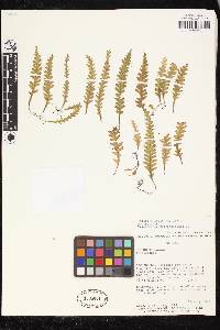 Trichomanes polypodioides image