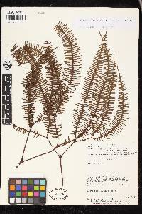 Sticherus peruvianus image