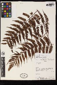 Cyathea gracilis image