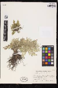 Selaginella pallescens image