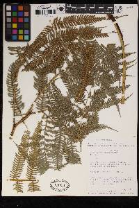 Pteris muricata image