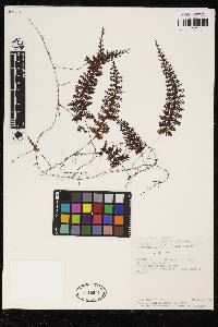 Hymenophyllum valvatum image