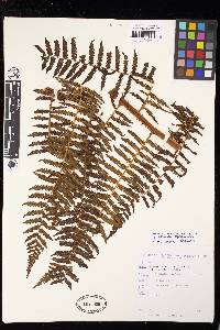 Cyathea austropallescens image