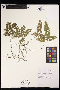 Adiantum serratodentatum image