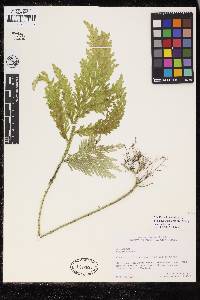 Selaginella flabellata image