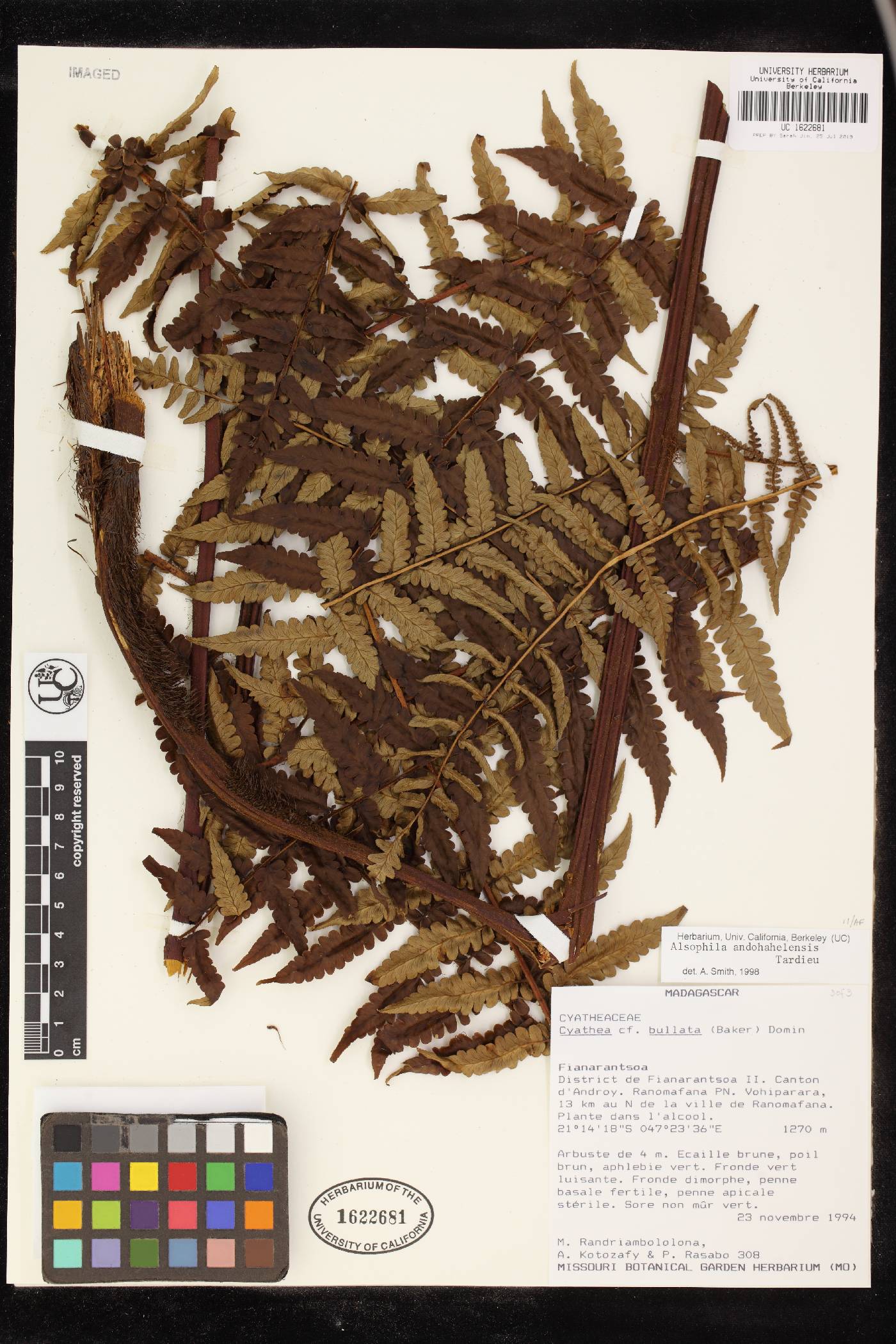 Alsophila andohahelensis image