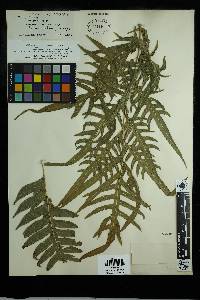 Pteris altissima image