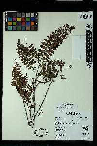 Adiantum latifolium image