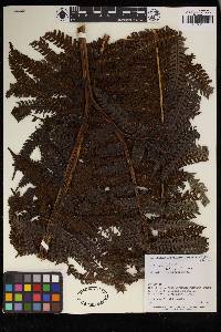 Pteris podophylla image