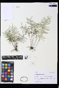 Lindsaea dubia image