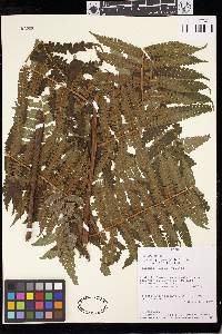 Cyathea pungens image