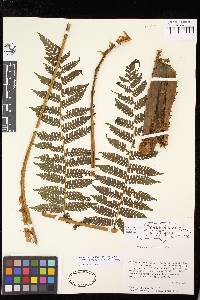 Cyathea tenera image