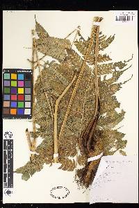 Pteris deflexa image