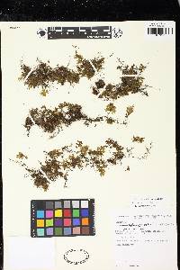 Hymenophyllum brevistipes image