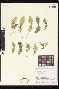 Trichomanes polypodioides image