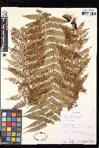 Dicksonia thyrsopteroides image