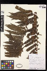 Cyathea bipinnatifida image