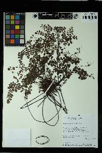 Adiantum raddianum image