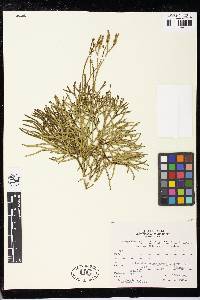 Diphasiastrum thyoides image