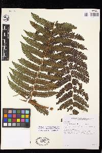 Cyathea austropallescens image