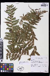 Cyathea austropallescens image