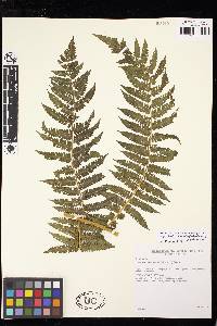 Cyathea austropallescens image