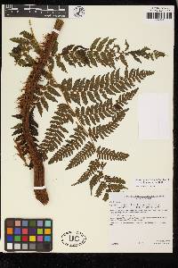 Cyathea herzogii image