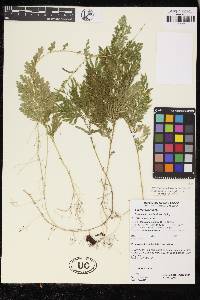 Selaginella conduplicata image