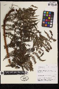 Dennstaedtia obtusifolia image