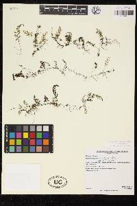 Hymenophyllum cordobense image