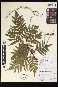 Adiantum venustum image