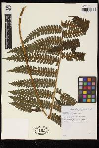 Cyathea bipinnatifida image