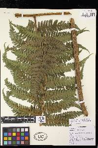 Cyathea corallifera image