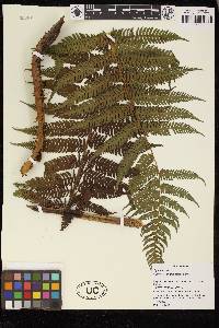 Cyathea conjugata image