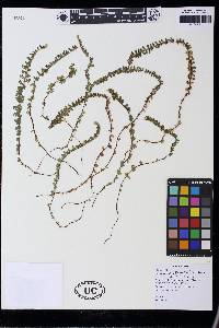 Jamesonia cheilanthoides image