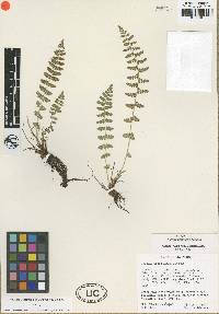 Woodsia neomexicana image