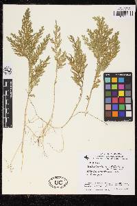 Selaginella conduplicata image