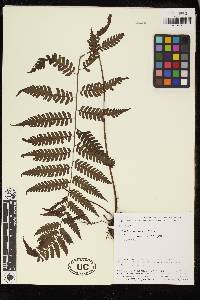 Cyathea neblinae image