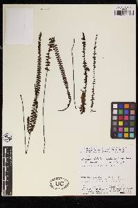 Lindsaea stricta var. jamesoniiformis image