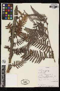 Dicksonia karsteniana image