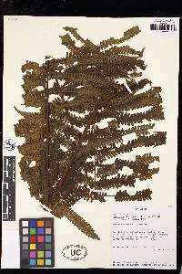 Cyathea bipinnatifida image