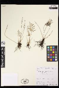 Lindsaea meifolia image