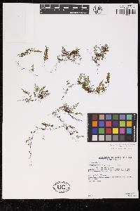 Hymenophyllum cordobense image