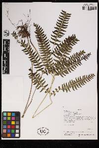 Lindsaea arcuata image