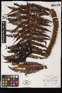 Cyathea conjugata image