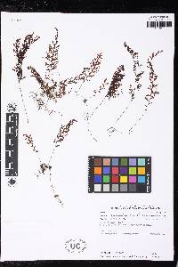 Hymenophyllum trichomanoides image