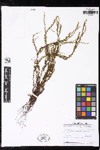 Hymenophyllum undulatum image