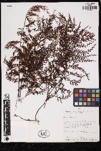 Hymenophyllum ruizianum image