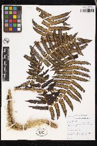 Cyathea atahuallpa image